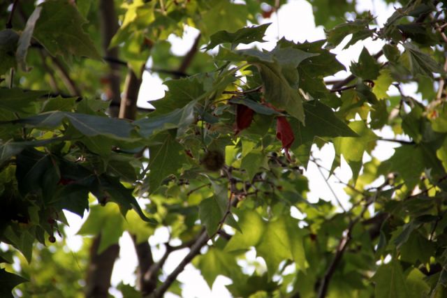 2010 07 15 jeanmarcperfetti.com 009.JPG